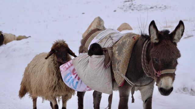KÖYÜN YENİ ÜYESİ; 13 KABURGALI ÇIKTI