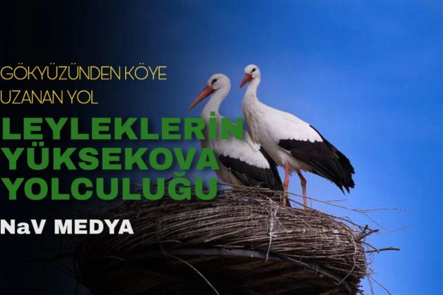 Hakkari Yüksekova’ya Uzanan Kanatlar: Leylekler..