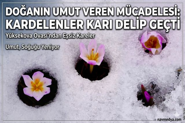 Yüksekova’da Baharın Müjdecisi: Karları Delen "Kardelenler" Boy Gösterdi